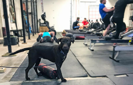 Service Animals In Health Clubs Listing Width